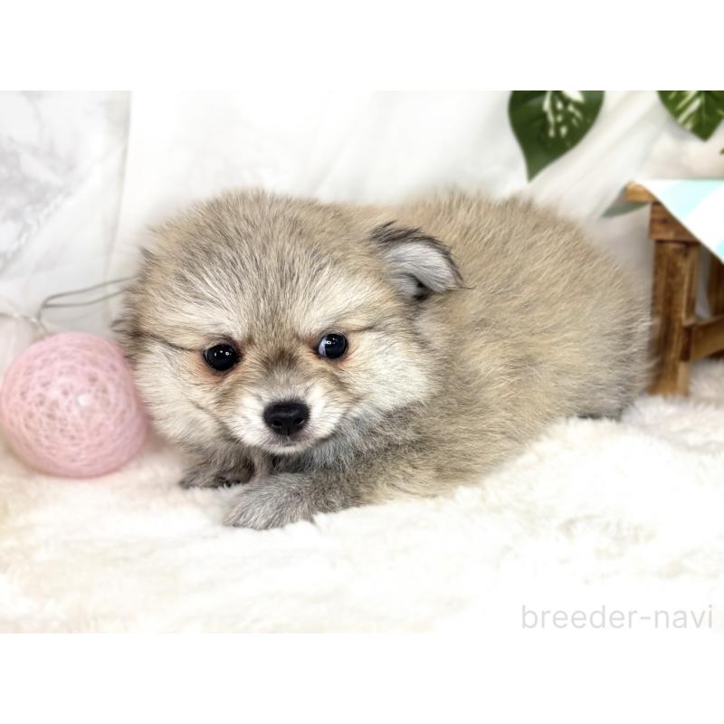 成約済の滋賀県のポメチワ:ポメラニアン×チワワ-409001の2枚目